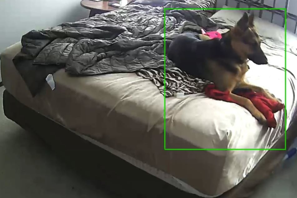 Frau filmt heimlich ihren Hund und staunt nicht schlecht, was er alleine macht