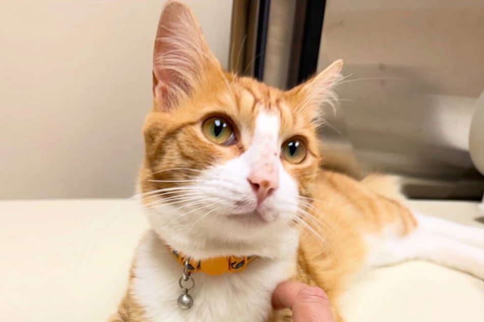 Happy End: Bingley ist inzwischen ein festes Familienmitglied.