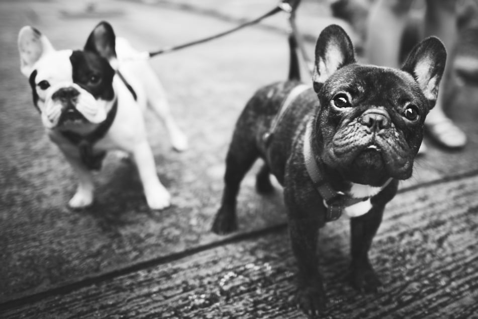 The homeowner's pet bulldogs were also stolen (stock image).