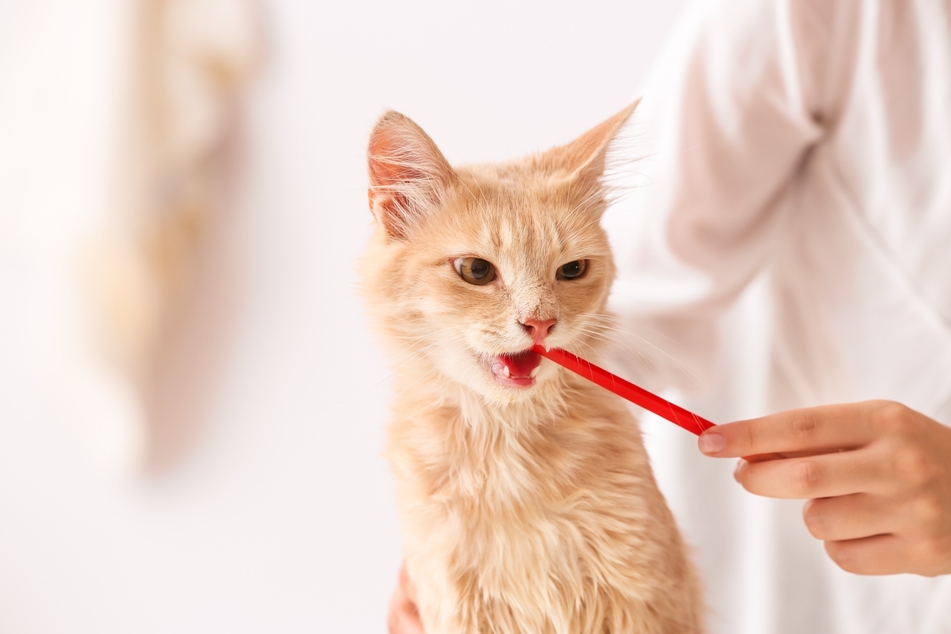 Eine Katzenzahnbürste ist eine sinnvolle Anschaffung für die Zahnpflege des Stubentigers.