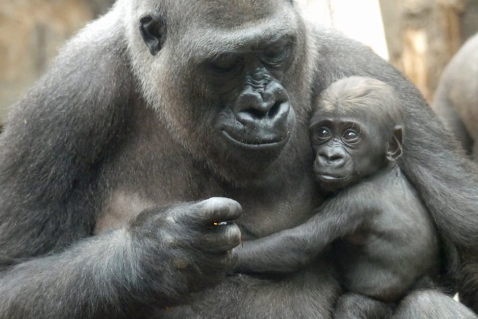 So süß: Gorilldame Shira mit ihrem Nachwuchs.