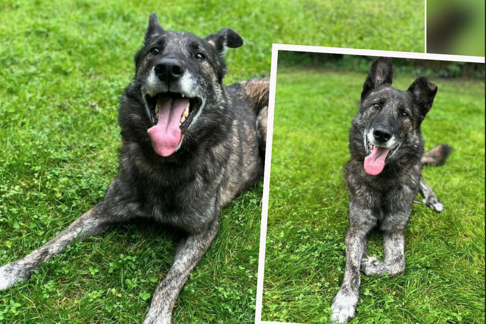 Tierheim-Hund Norbert würde sein perfektes Lächeln gerne neuen Besitzern zeigen.