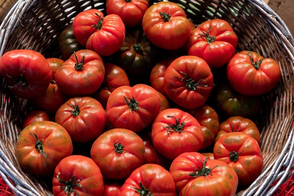 Reife Ochsenherzen Tomaten sind wunderbar für eine Tomatensoße geeignet. (Symbolbild)