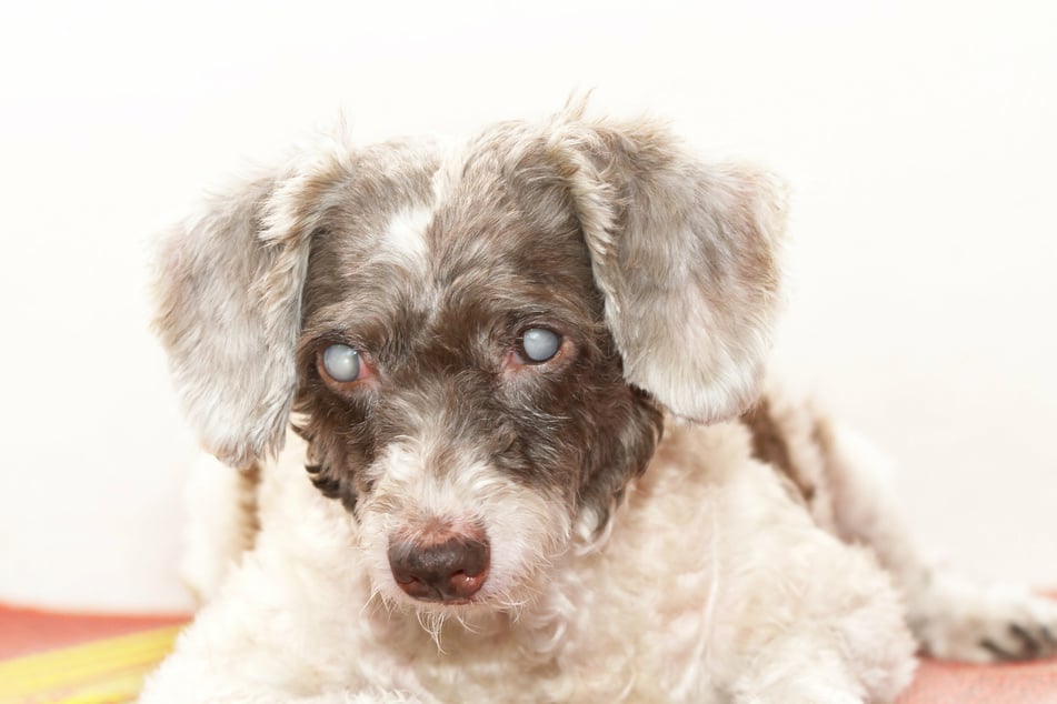 Look out for the safety of your aging dog by checking their eyesight, and paying attention to if they seem confused or disoriented.