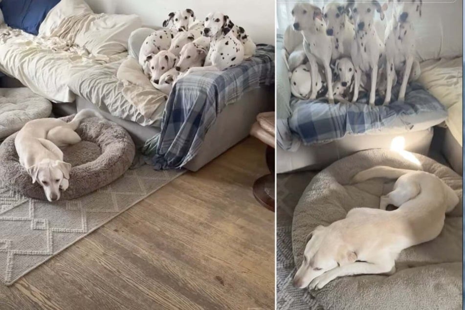 Dog looks heartbroken when Dalmatian siblings won't cuddle with him: "no spots, no spot"