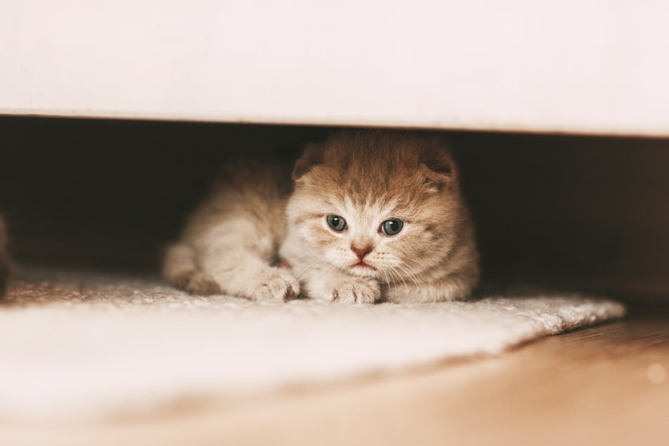 Anfangs brauchen Katzen für die Eingewöhnung möglichst viele Verstecke.