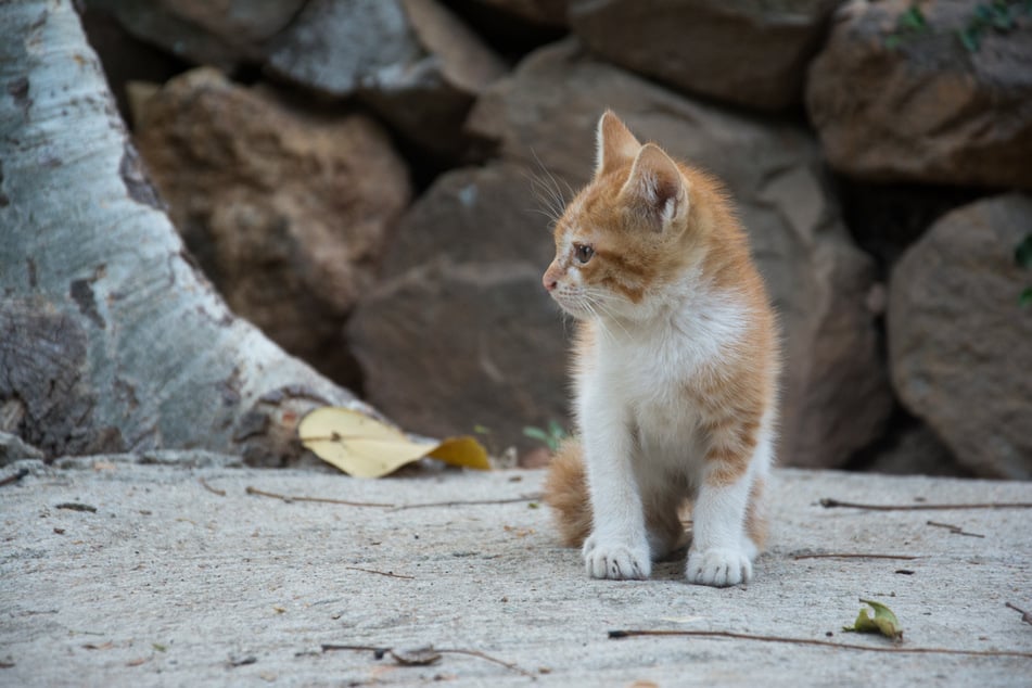 Nachdem eine Katze im mittelhessischen Steffenberg-Quotshausen erschossen aufgefunden wurde, ermittelt nun die Polizei. (Symbolbild)