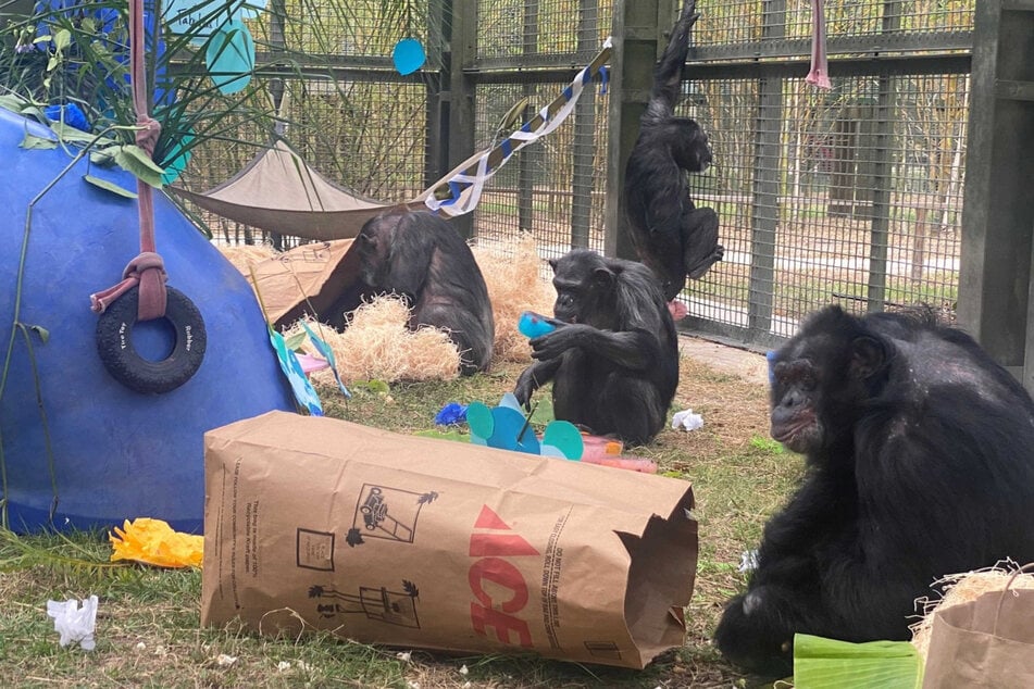 Der Schimpanse teilt sich das Gehege mit vier Artgenossen, alles Mädels.