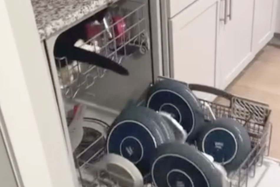 A cat made himself comfortable in his owners' dishwasher but was thankfully not washed!