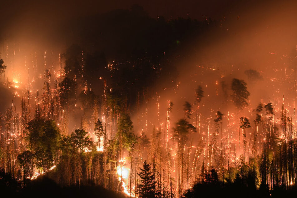 Im Sommer 2022 vernichteten Brände in der Sächsischen Schweiz viele Hektar Wald.