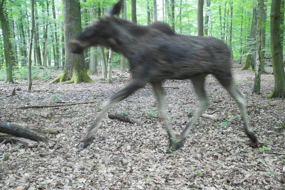 Dieses von einer Fotofalle aufgenommene Bild zeigt einen Elch in einem Wald im Landkreis Barnim, nördlich von Eberswalde. (Archivfoto)