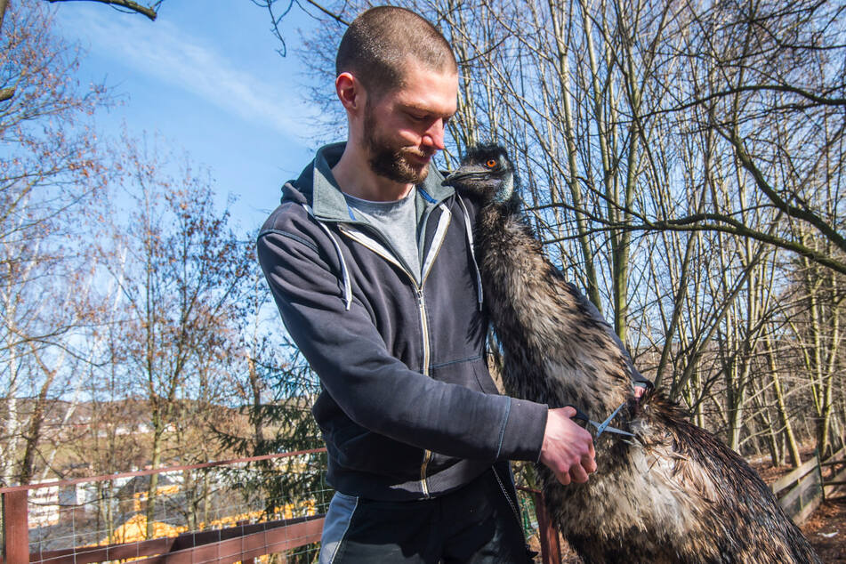 Wegen fehlender Einnahmen: Mini-Zoo in Aue geht Emu "Curly" an die Federn