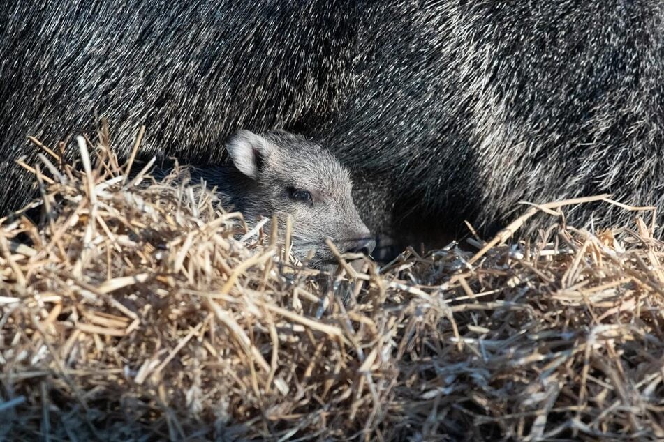 Dieses kleine Chaco-Pekari-Baby überlebte als einziges aus dem Dreierwurf.