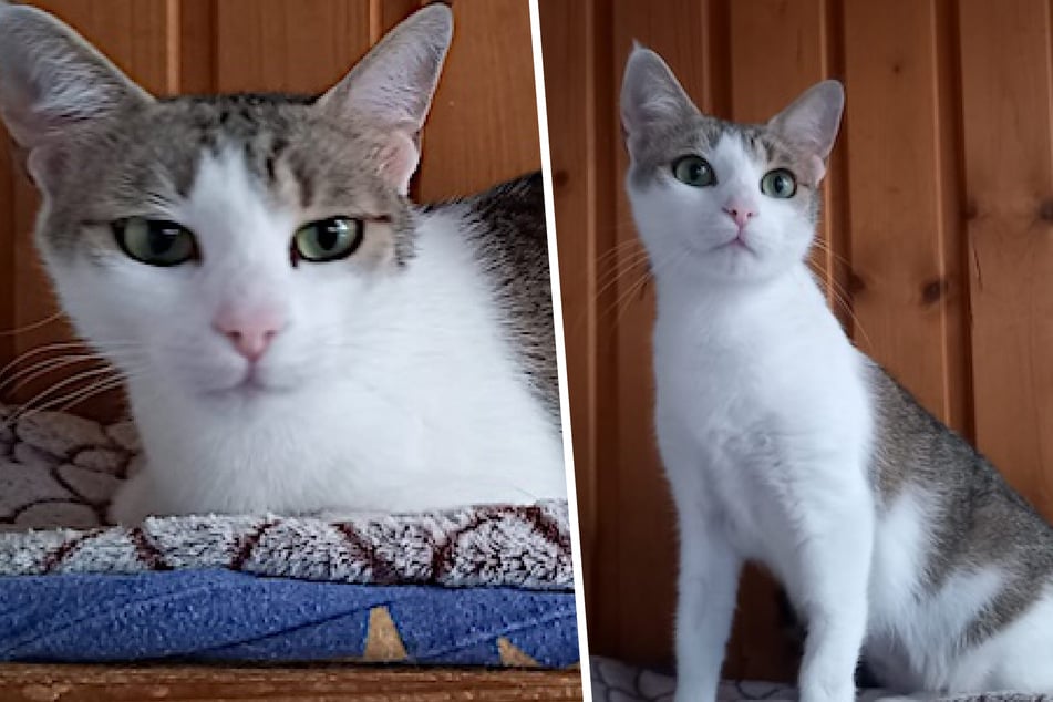 Süßer geht's kaum! Katze Haily sucht ein Zuhause - doch sie kommt nur unter einer Bedingung