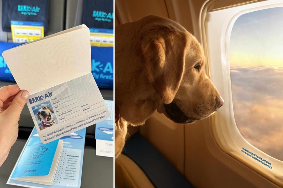 Bye bye cargo hold! First-ever dog airline takes flight