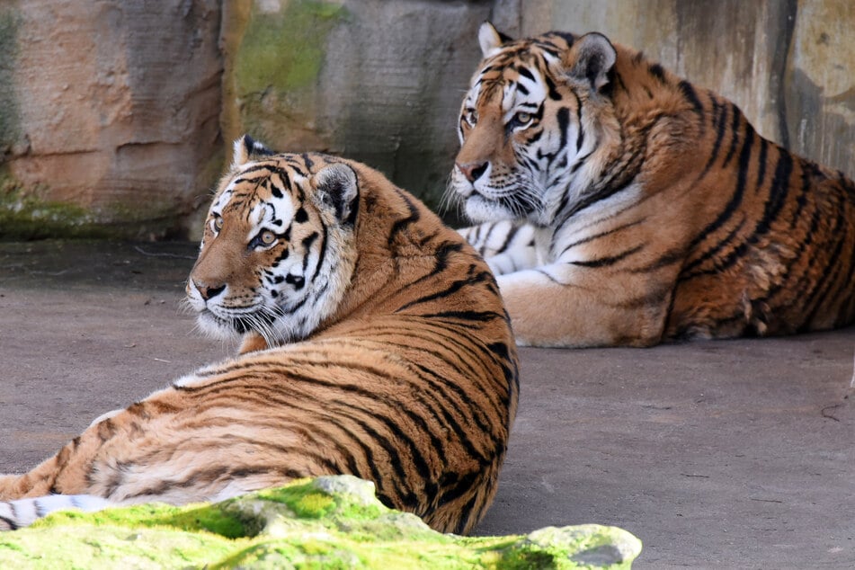 Die 17 Jahre alte Tiger-Dame Bella (l.) und der 18 Jahre alte Tiger-Herr Tomak im Zoo Leipzig. (Archivbild)