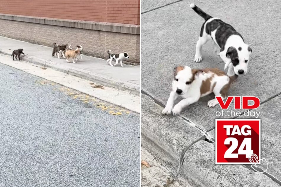 viral videos: Viral Video of the Day for August 21, 2025: Woman stumbles upon adorable litter of abandoned puppies!