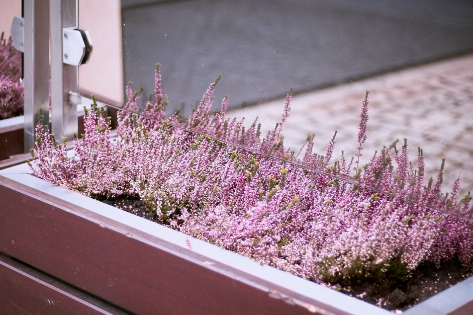 Die Schneeheide ist eine klassische winterblühende Pflanze. Perfekt für den Balkonkasten im Winter.