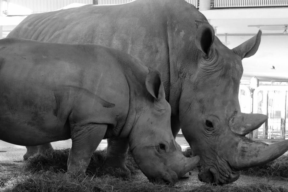 Mysteriöser Tod von Nashorn-Mama und Baby: Zoo Erfurt gibt weitere Details bekannt