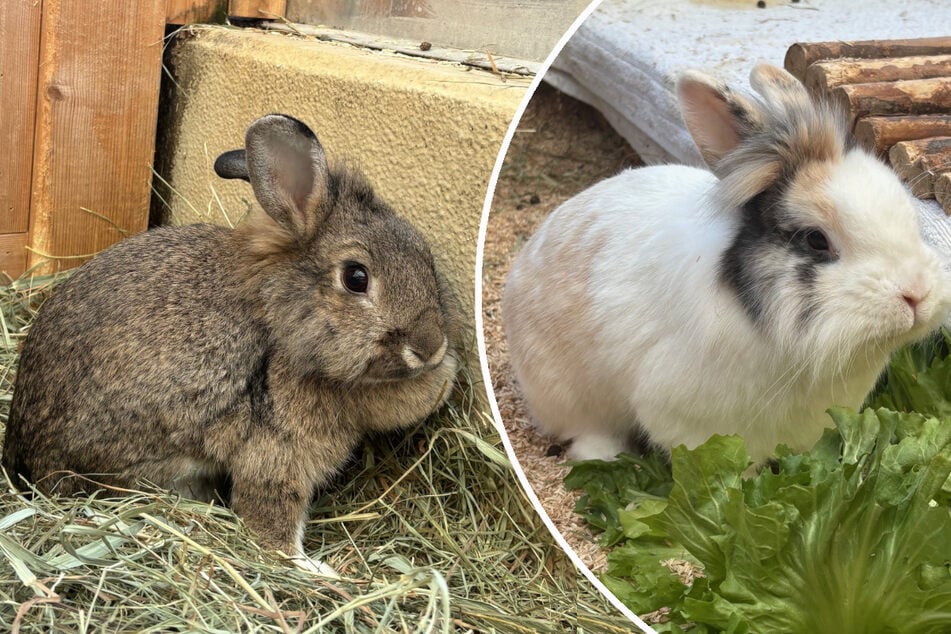 Nanna (l.) und Cody suchen ein gemeinsames Zuhause.