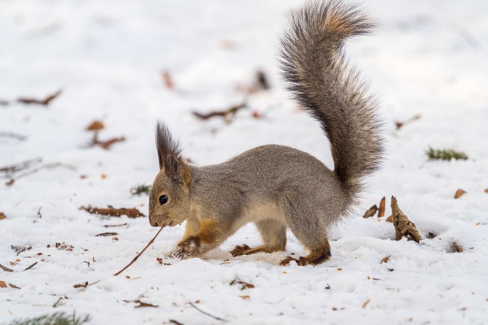 Bei Schnee oder Bodenfrost ist die Futtersuche erschwert. Futterstellen im Garten können dann hilfreich sein.