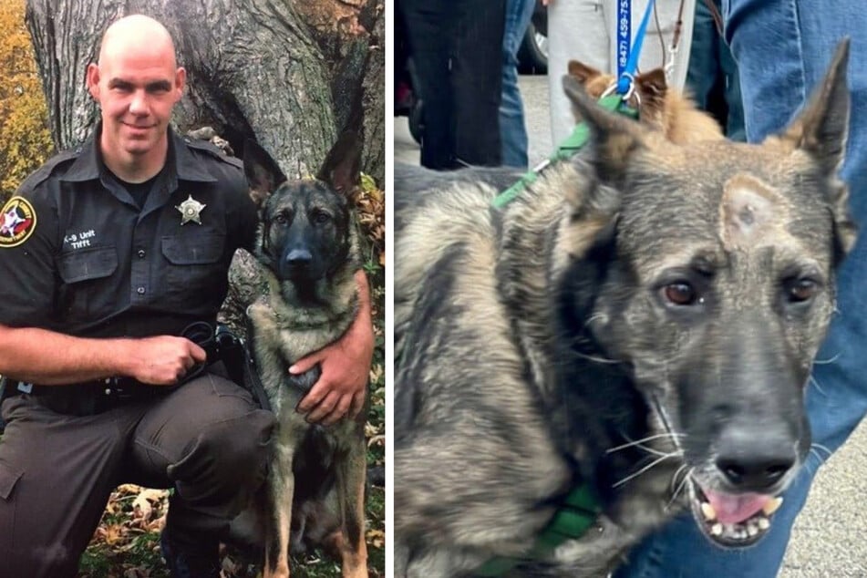 Polizeihund bekommt in den Kopf geschossen! Doch dann geschieht "ein Wunder"