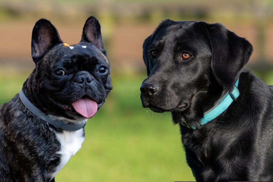 Ihre Eltern sind ein Labrador und eine Bulldogge: So süß ist einjährige Nelly!