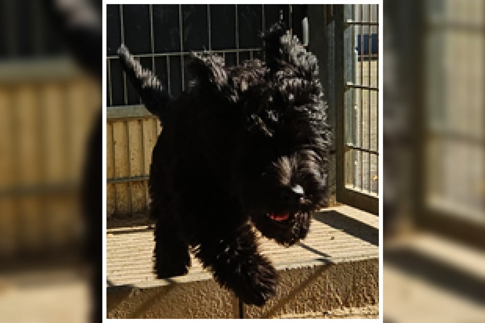 Marley will noch alles lernen, was er für ein schönes Hundeleben so benötigt.