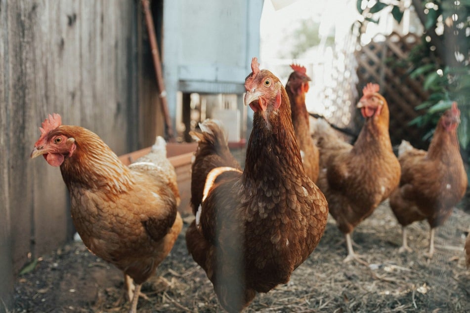 Bird flu is spreading rapidly through the poultry population, but the vaccine is not causing the virus to spread to humans.