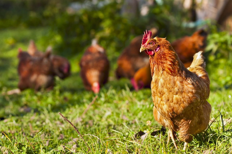 Unbekannte Täter ließen mehrere Hühner und einen Hahn mitgehen. (Symbolbild)