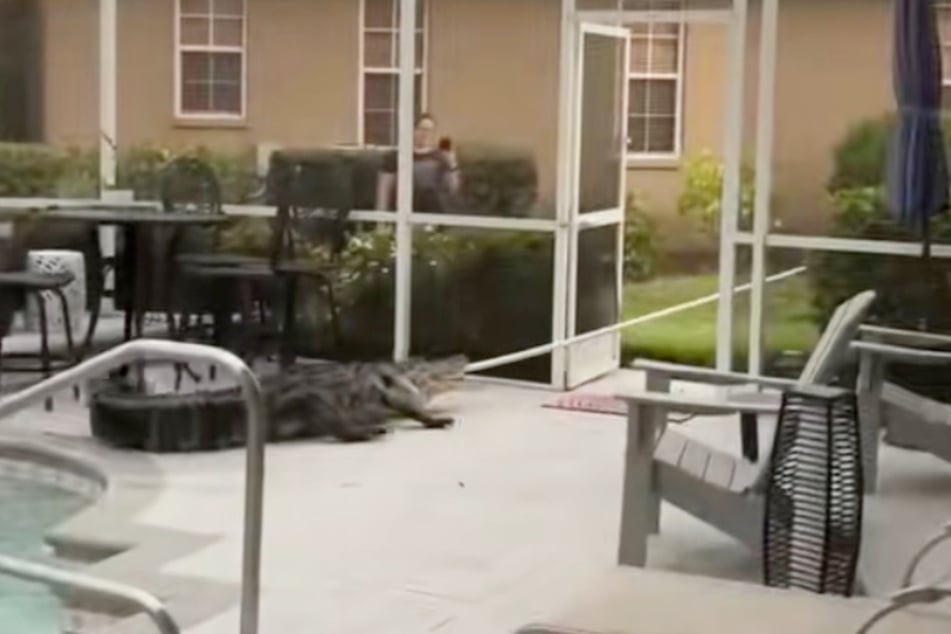 Ein professioneller Krokodil-Fänger zieht das Reptil aus dem Poolhaus.