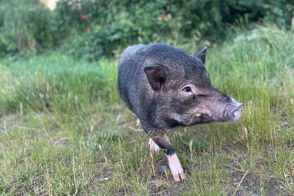 Nach diesem entlaufenen Hausschwein wird aktuell im südhessischen Egelsbach und Umgebung gesucht. Von eigenständigen Einfangversuchen wird dringend abgeraten.