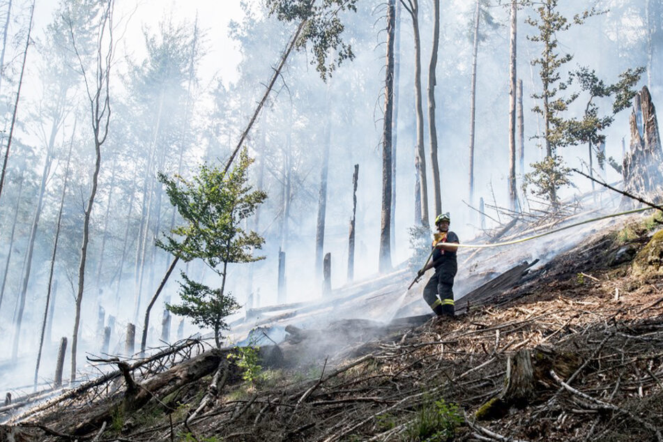Die Schäden im Waldbrandgebiet in Böhmischer und Sächsischer Schweiz sind riesig. Quads brauchen die Einsatzkräfte aber nicht.