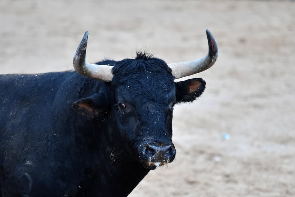 Un toro agresivo mantiene a las autoridades en vilo. (Foto simbólico)