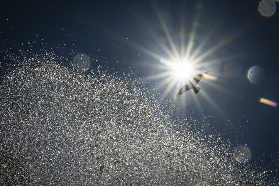 Den Höhepunkt erreicht die Hitzewelle am Mittwoch bei sehr hohen Temperaturen von bis zu 39 Grad.