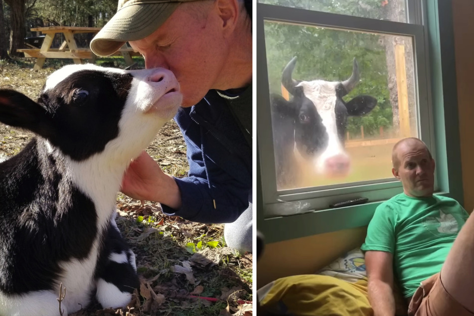 Cow knocks on window in middle of the night and the reason is too cute!
