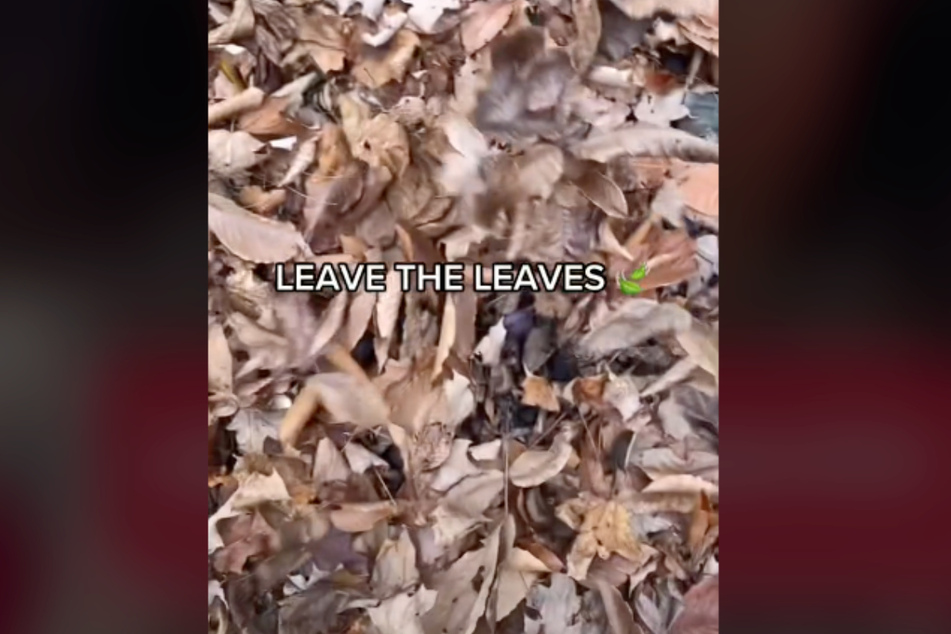 Leaving the leaves is good for the whole ecosystem.