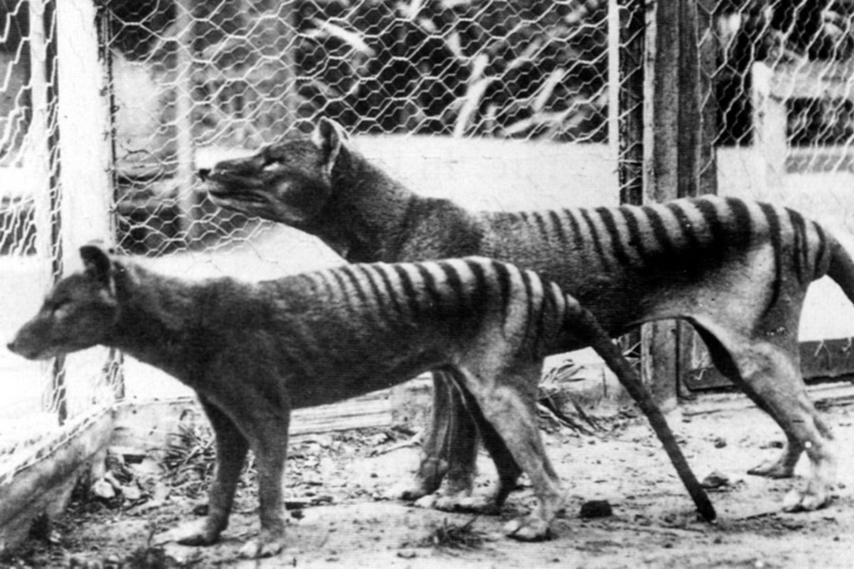 Now extinct, a photo of Tasmanian tigers in Hobart Zoo, in Tasmania, Australia, in 1933.