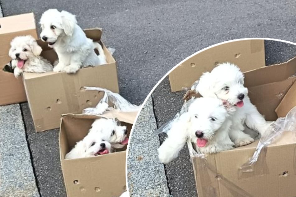Versteckt in Kartons: Bundespolizei rettet Hundewelpen am Grenzübergang