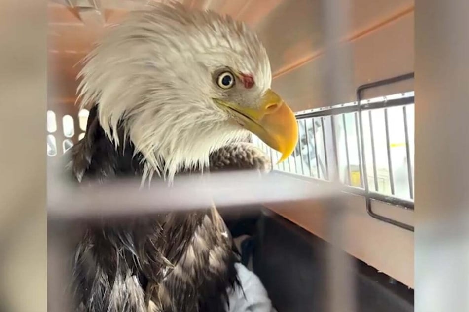 The injured eagle was given medical treatment and subsequently released.