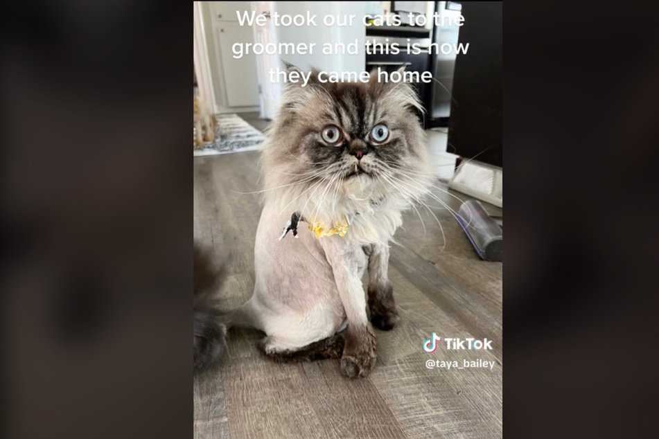 The TikToker's cats did not look like happy campers after their groomer makeover!