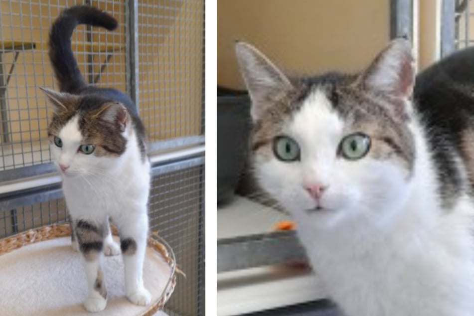 Kater Karle wurde auf der Hauptstraße gefunden: Dieses Verhalten zeigt er