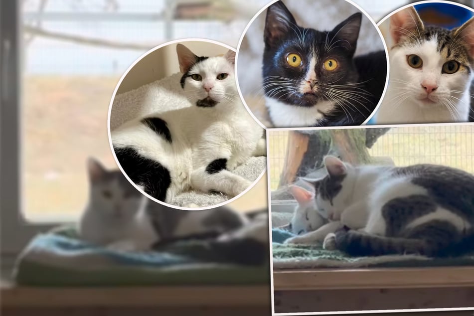 Gleich drei auf einen Streich: Unzertrennliches Katzen-Trio sucht neues Zuhause