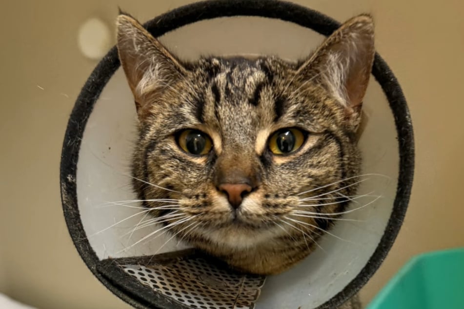 Die arme Mieze traf mit einer derart schweren Verletzung am Schwanz im Tierheim ein, dass dieser amputiert werden musste.
