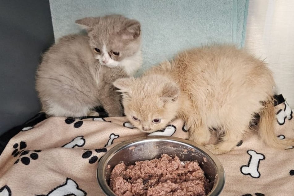 Die Kätzchen trafen zu zweit im Tierheim ein, doch nur eines überlebte.