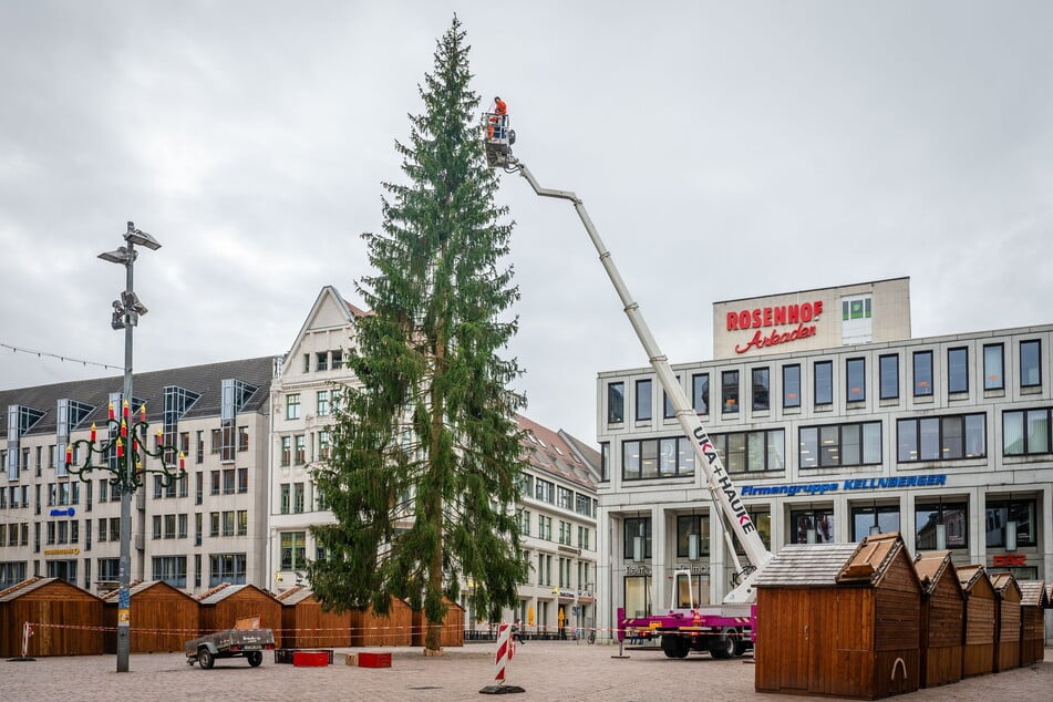 Der Aufbau des Chemnitzer Weihnachtsbaumes im vergangenen Jahr: Auch in diesem Jahr wird die Fichte etwa 23 Meter hoch sein.