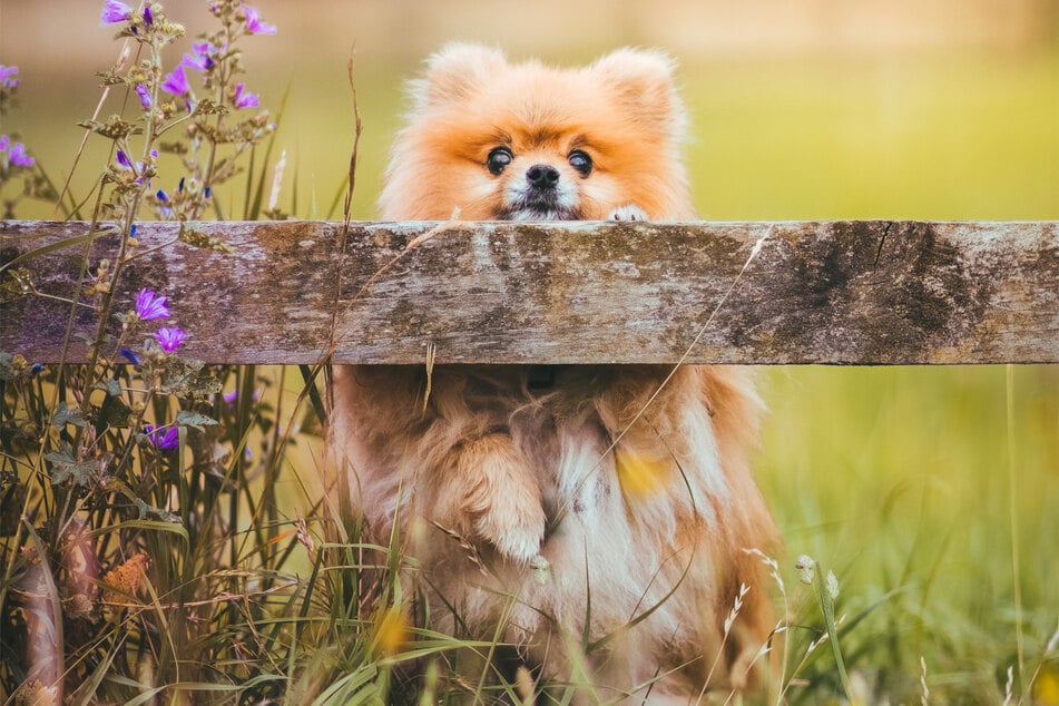 Pomeranians are tiny balls of fluff that deserve a big cuddle and a lot of love.