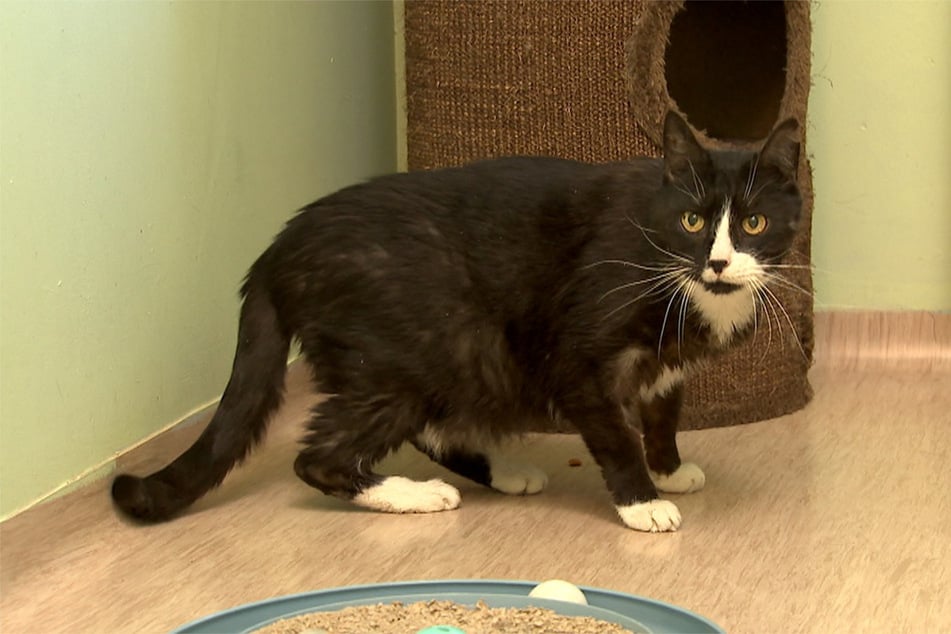 Kater Piko musste nach zwölf Jahren wieder zurück ins Tierheim ziehen.
