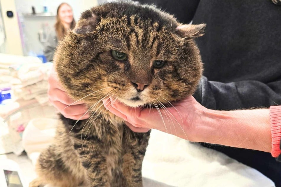 Kocour Katpone přišel do útulku s velmi tlustými tvářemi.
