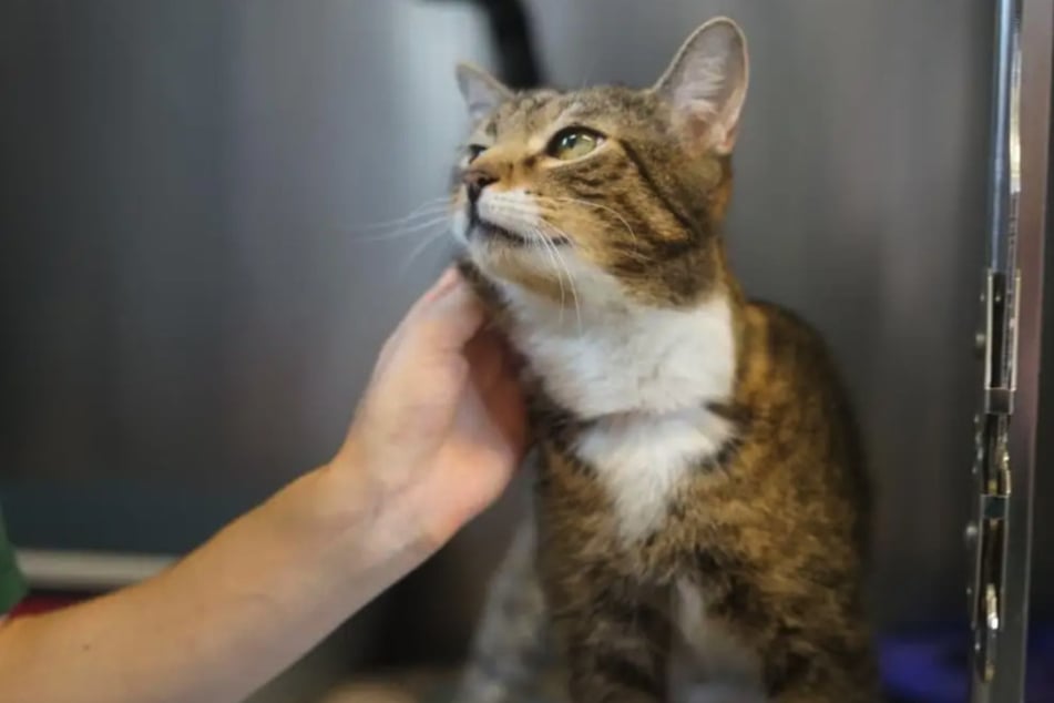 Die ältere Katzendame ist lieb und verschmust und freut sich über ein ruhiges Zuhause.